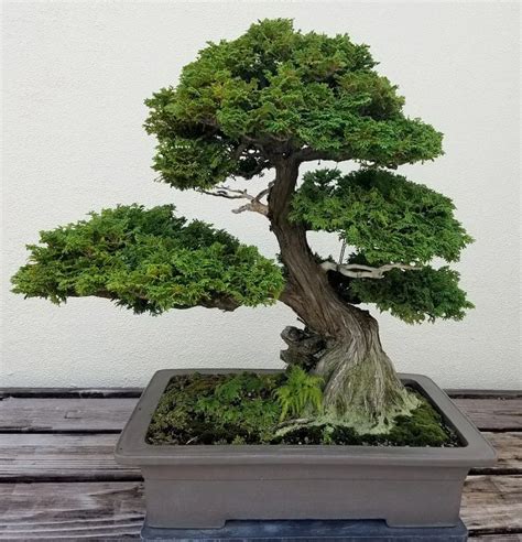Guidelines to Choose a Suitable Bonsai Pot for Your Bonsai Tree - This
