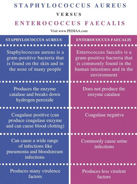 What Is The Difference Between Staphylococcus Aureus And Enterococcus