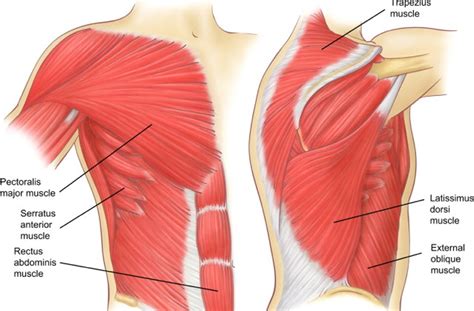 Rib cage pain is a common complaint that can be caused by factors, ranging from a fractured rib to many cases of rib cage pain are not linked to serious conditions and resolve on their own or with. Rib Cage Muscles - Anatomy Of The Rib Cage Proko : Muscles that move the rib cage attach to the ...