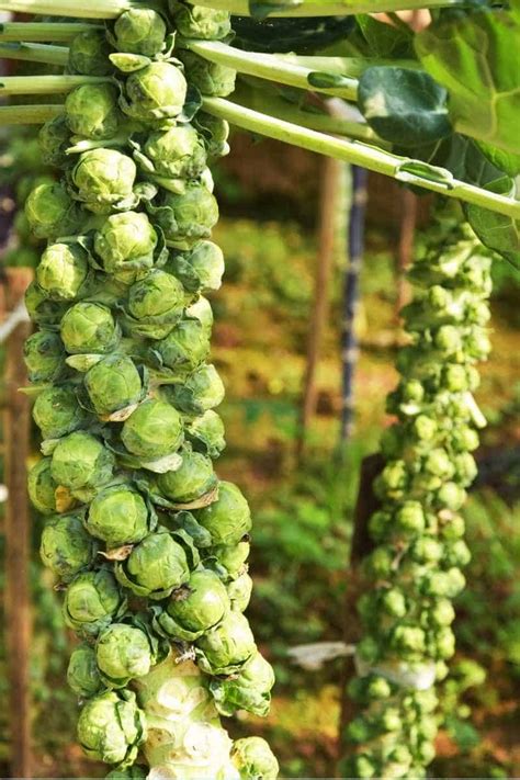 How To Plant And Grow Brussels Sprouts Growfully