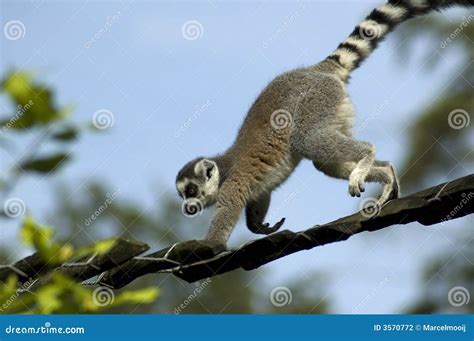 Climbing Lemur Catta Stock Photography Image 3570772