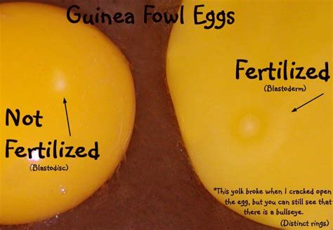 How Do You Tell If A Guinea Egg Is Fertile Backyard Chickens Learn