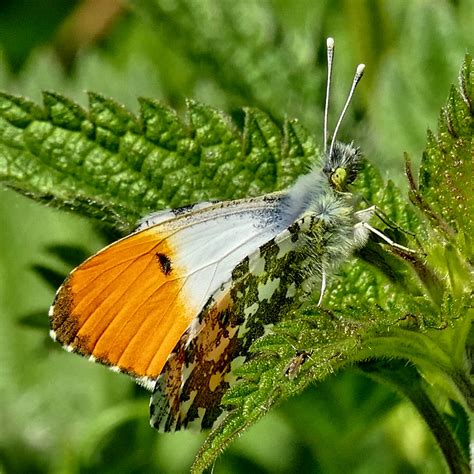 Orange Tip Throop Dorset Butterflies