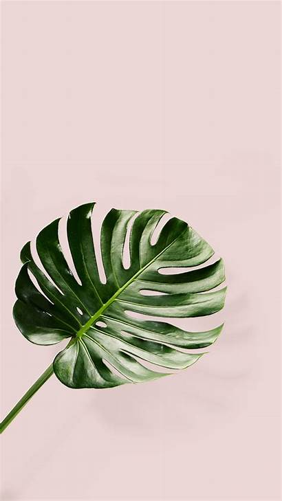 Tropical Palm Leaf Background Iphone Pink Phone