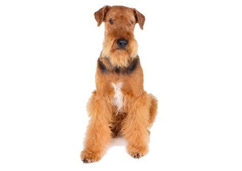 Airedale Terrier Dog Breed Characteristics and Information ...