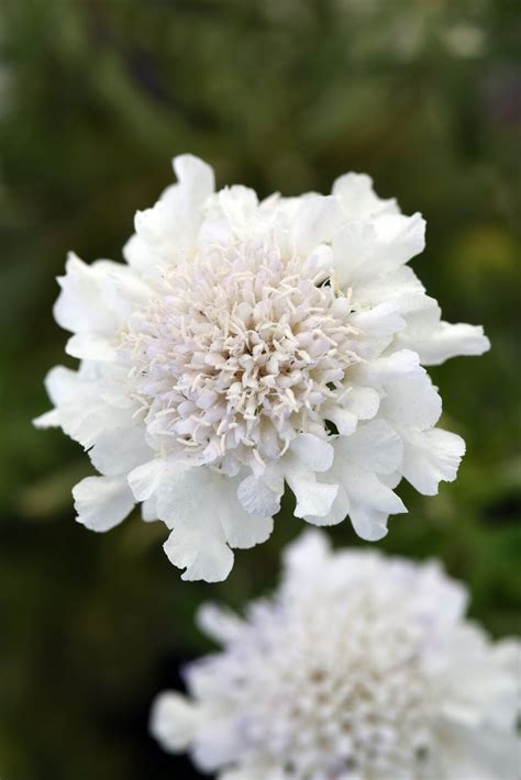Flutter Pure White Pincushion Flower Scabiosa Columbaria Proven