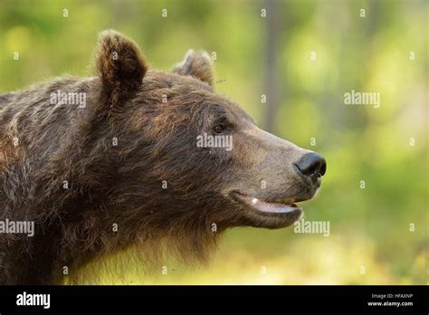 Brown Bear Portrait In Forest Side View Of Bear Stock Photo Alamy