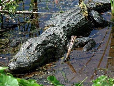 Florida Park Everglades National Park