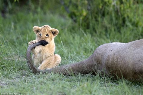 Lion Cub Is Master Of Disguise With Moustache In Kenya Daily Mail Online