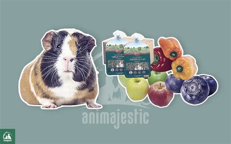 What Can Guinea Pigs Eat Vet Approved Foods