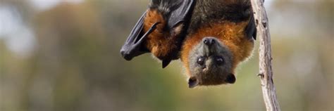 Flying Fox Fast Facts Tell Us What You Think Of Grey Headed Flying