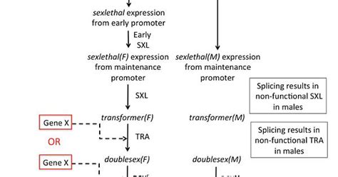 Sex Determination Pathway In Drosophila Album On Imgur