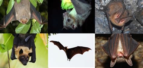 Bat Species Bat Facts And Information