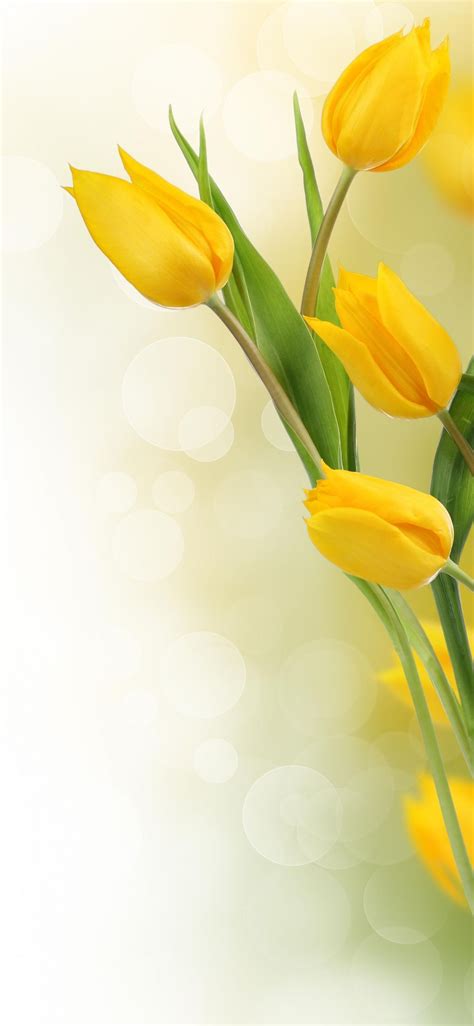 Yellow Tulip Hd Wallpapers Wallpaper Cave