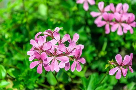 Annual Geraniums Plant Care And Growing Guide