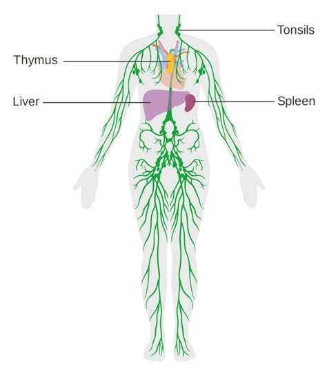 Chart Of Lymphatic System