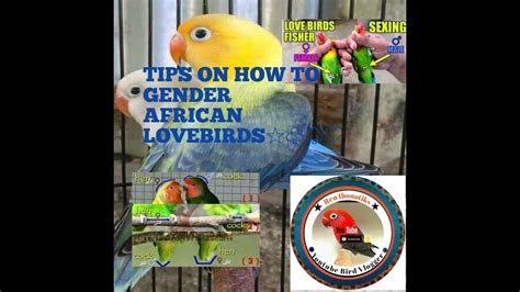 3 Easy Way To Gender African Lovebirds Youtube