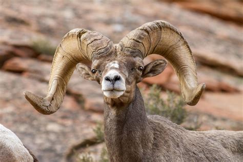 Zion Bighorn Sheep Herd Infected With Pneumonia Upr Utah Public Radio