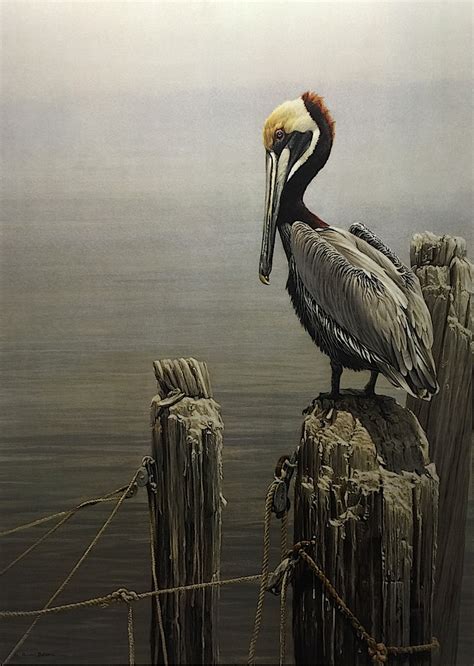 Art Country Canada Robert Bateman Brown Pelican And Pilings Limited