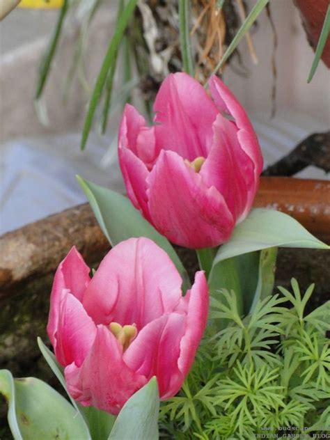 How To Plant Tulip Flower Bulbs Gardening For Beginners