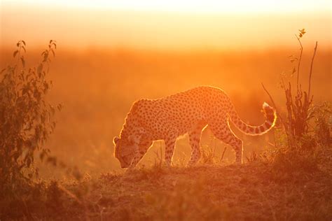 Cheetah At Sunset By Serhatdemiroglu On Deviantart