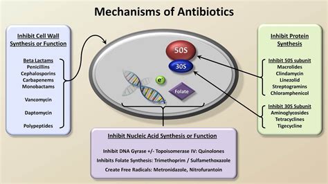 Mechanisms And Classification Of Antibiotics Acordes Chordify