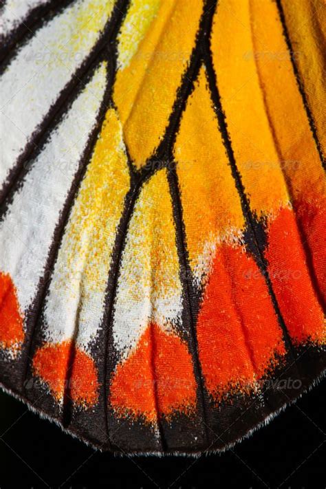 Butterfly Wing Texture Close Up Of Detail Of Butterfly Wing For