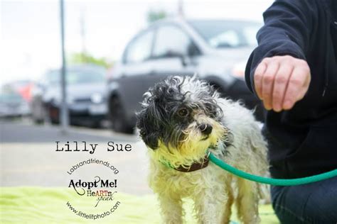 Lilly Sue Is A One Year Old Maltipoo Lets Consider This Her Before