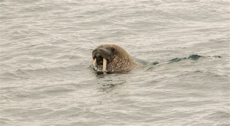 Walrus Odobenus Rosmarus Swimming In The Arctic Ocean Stock Image