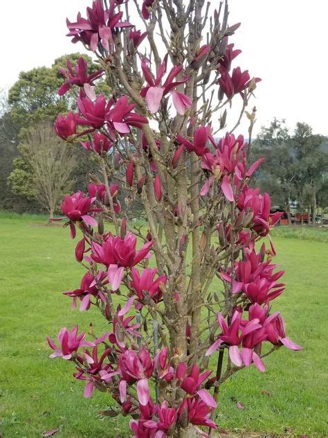 21 Jury Magnolias Ideas In 2021 Fragrant Plant Plants Magnolia
