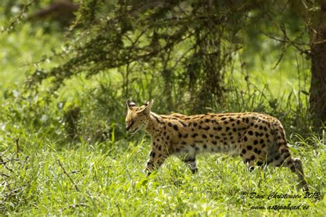 An Array Of Unusual Critters A Step Ahead