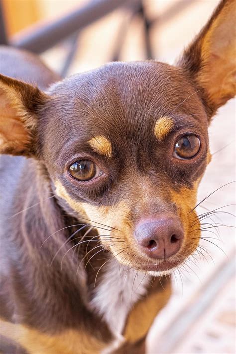 Mexican Brown Chihuahua Dog Portrait Looking Lovely And Cute Mexico