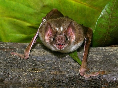 Heat Sensor Helps Vampire Bat Find Meals The New York Times