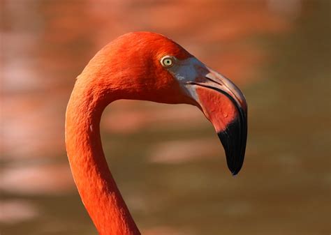 Flamingo Head A Photo On Flickriver