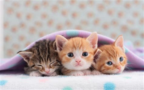 Download Wallpapers Small Kittens Trio Cute Animals Pets Ginger
