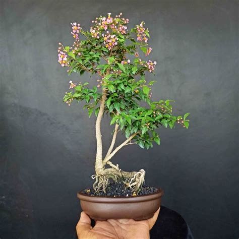 Jual Bonsai Sakura Mikro Tanaman Hias Style Grouping Siap Pajang Di Lapak Satrio Mandala Bukalapak