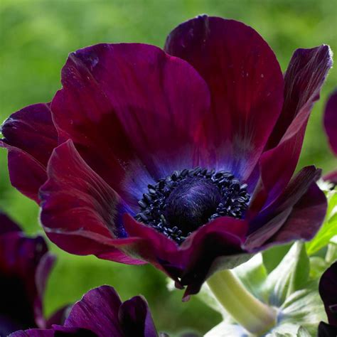 Van Zyverden Wind Flowers Anemones Meron Bordeaux Bulbs Set Of 25