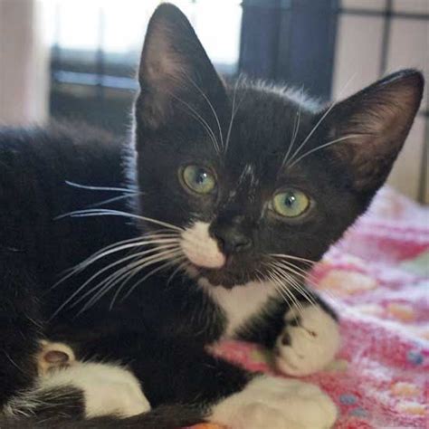 San diego county area cat adoption rescue and placement volunteer organization, we have cats and kittens for everyone. Cat & Kittens for Adoption in San Diego | Helen Woodward ...