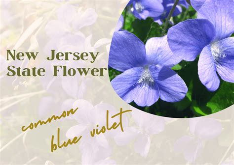 The Official State Flower Of New Jersey Usa Flowernow
