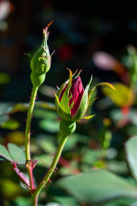 Rose Rosebud Flower Free Photo On Pixabay Pixabay