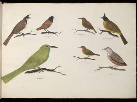 Seven Birds Unknown Vanda Explore The Collections