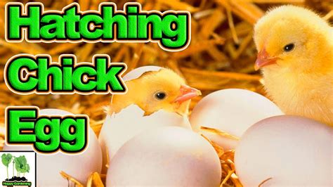 Chick Hatching Out Of Egg Youtube