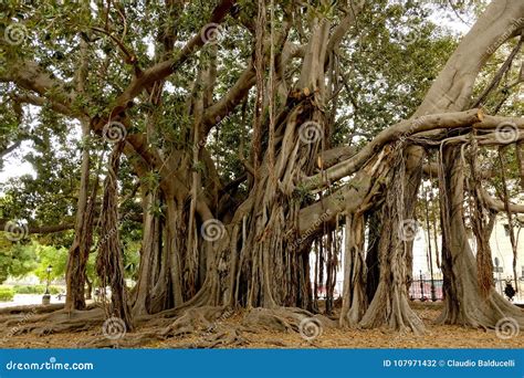 Ficus Macrophylla Commonly Known As Moreton Bay Fig Australian Fig Or