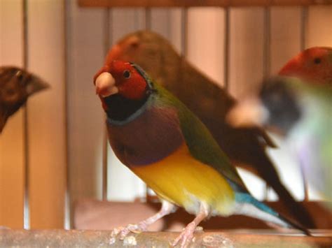 Chloebia Gouldiae Gouldian Finch In Zoos