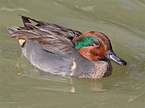 Duck Green Winged Teal Information For Kids