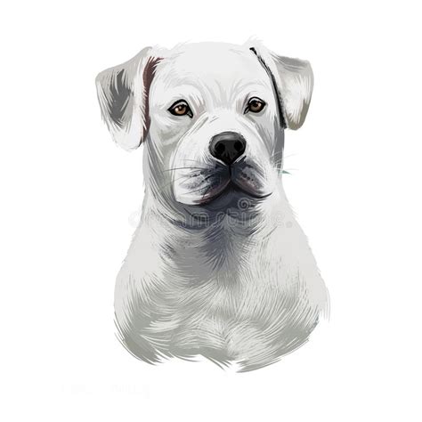 The american bulldog will do okay in an apartment if it is sufficiently exercised. American Standard Pallet Views Stock Vector - Illustration ...