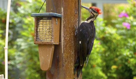 Maybe you would like to learn more about one of these? Woodpecker woes? First, do no harm, then follow this ...