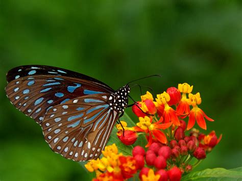 Depending on the family of butterflies, they are attracted to various plants of the birthwort family of flowering plants. wallpapers: Butterfly Desktop Backgrounds