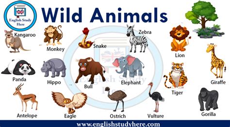 English Wild Animals Archives English Study Here