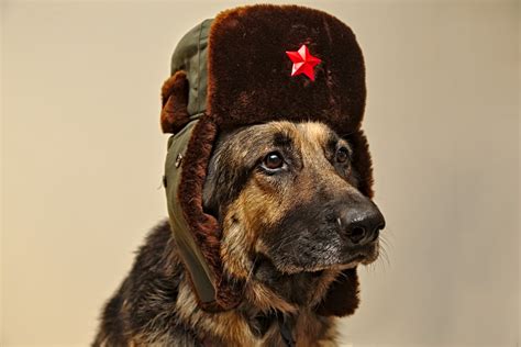 Comrade Doggo Variant Comrade Doggo Know Your Meme